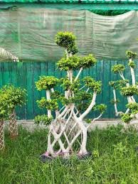 Bonsai Tree